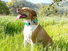 Load image into Gallery viewer, Personalized Reflective Neoprene Dog Collar Keep Your Pet Safe and Comfortable at Night
